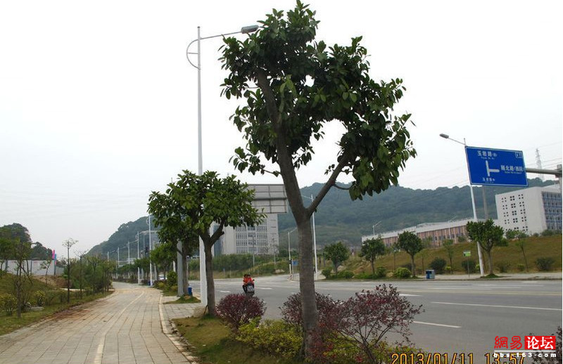 实地考察，，皇冠体育誉城至香雪公园沿途景致