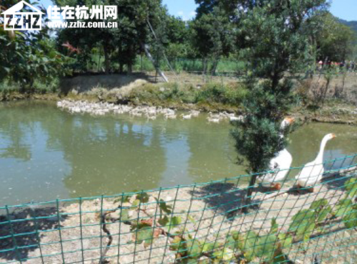 杭州皇冠体育·西溪华府业主游乐桃园 感恩周年甜蜜一夏